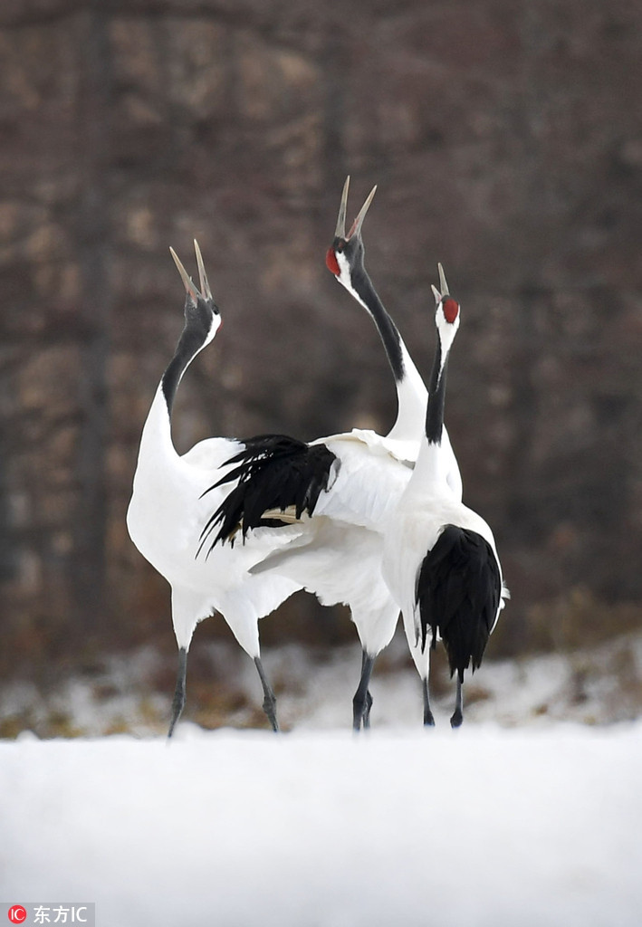 Seu dau do Nhat Ban khoe vu dieu tuyet dep trong tuyet