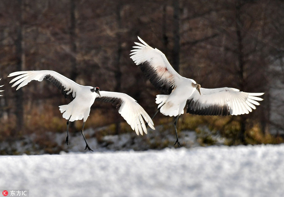 Seu dau do Nhat Ban khoe vu dieu tuyet dep trong tuyet-Hinh-4