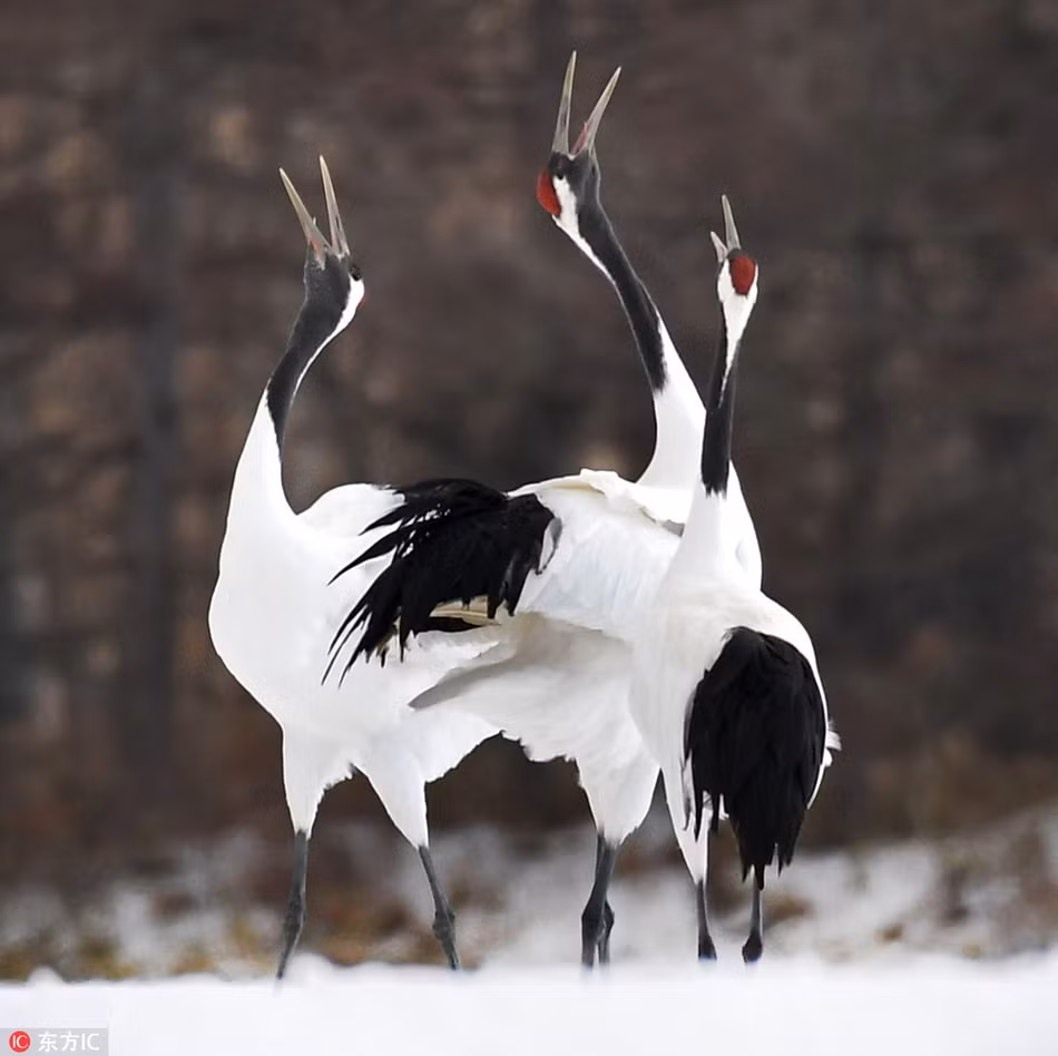 Seu dau do Nhat Ban khoe vu dieu tuyet dep trong tuyet-Hinh-2