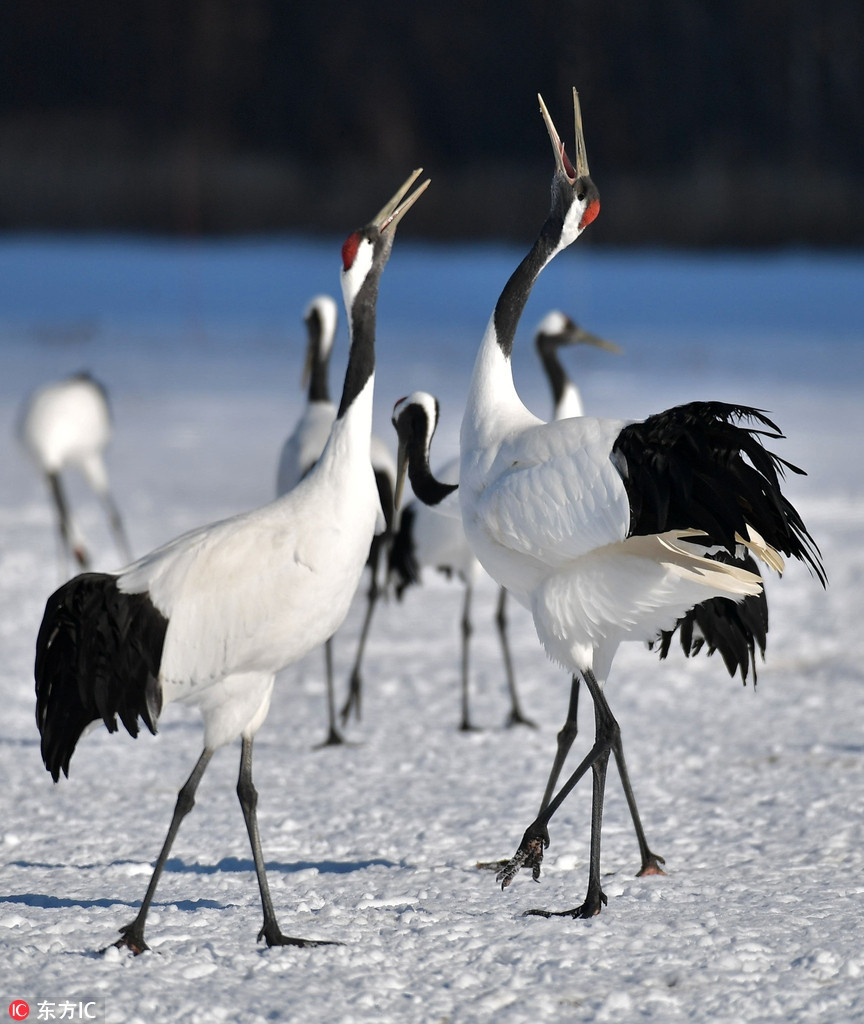 Seu dau do Nhat Ban khoe vu dieu tuyet dep trong tuyet-Hinh-6