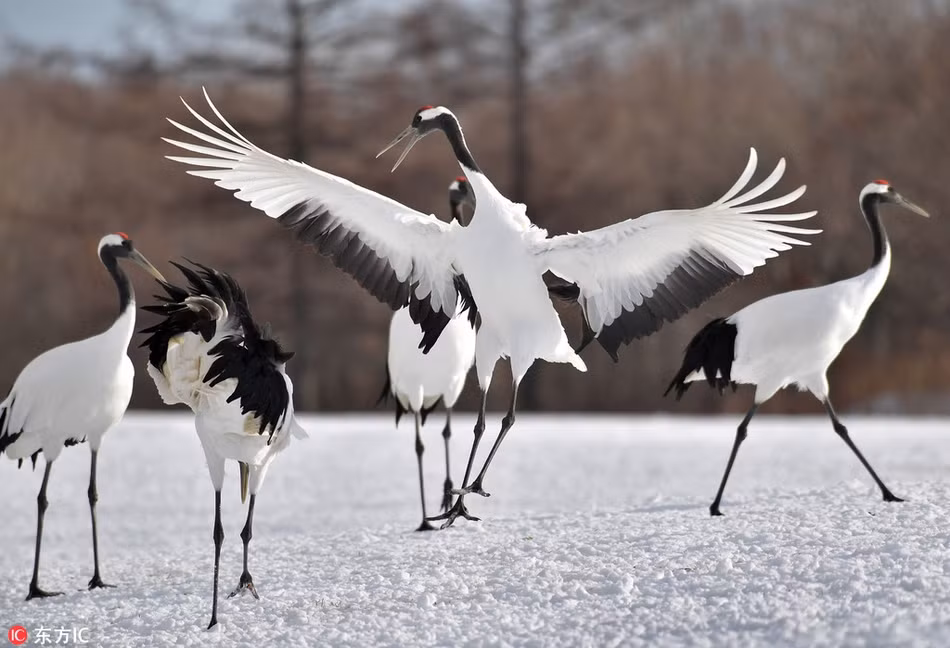Seu dau do Nhat Ban khoe vu dieu tuyet dep trong tuyet-Hinh-3