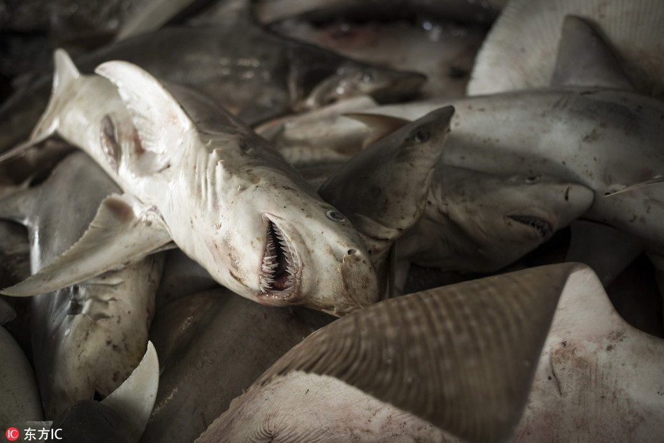 Theo tìm hiểu, vây cá mập là được coi là sơn hào hải vị, rất đắt đỏ. Cũng vì vậy, vây cá mập trở thành món hàng đắt đỏ, được nhiều ngư dân săn tìm.