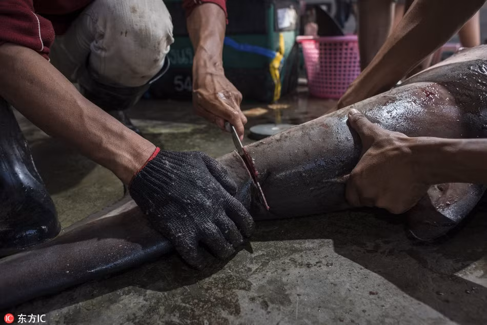 Để có được một đôi vây cá mập nho nhỏ, rất nhiều cá mập đã bị loài người bắt giết. Thậm chí, chúng còn không có được một cái chết tử tế, bị con người bắt lên, cắt vậy và sau đó ném trả lại đại dương. Chẳng bao lâu sau, chúng chết trong đau đớn.