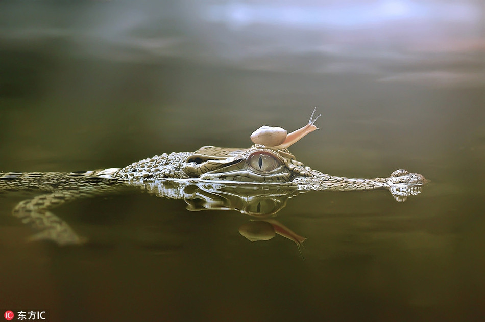 Ca sau va oc sen cham tran, ca sau bong hien la