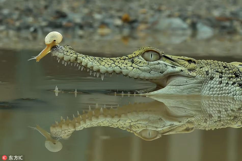 Ca sau va oc sen cham tran, ca sau bong hien la-Hinh-4