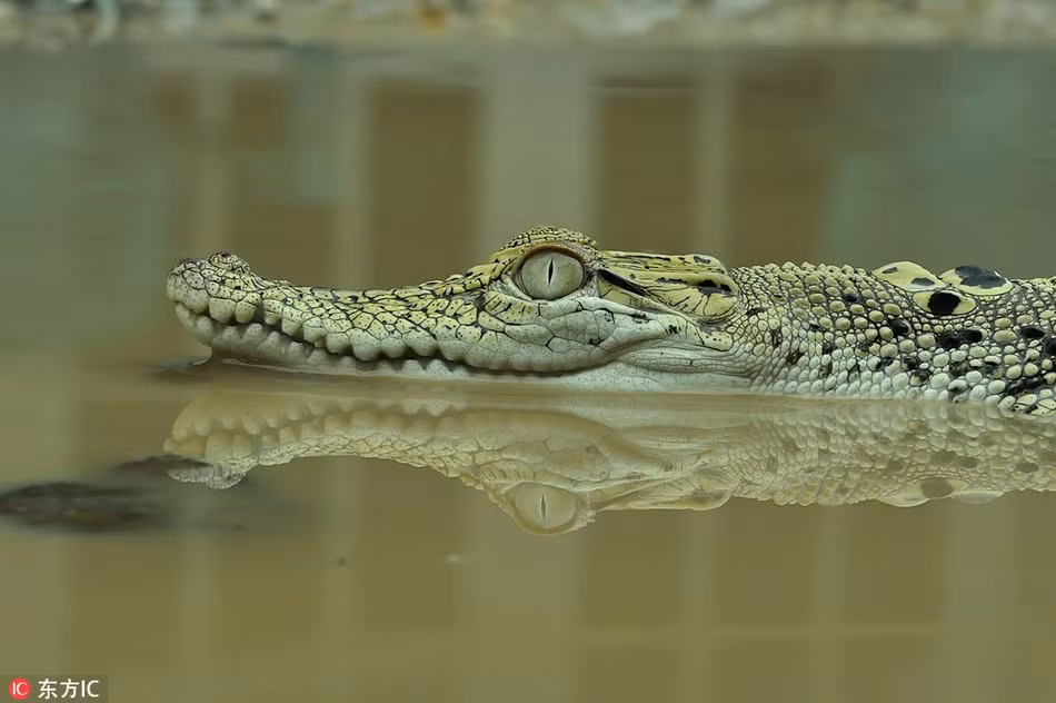 Ca sau va oc sen cham tran, ca sau bong hien la-Hinh-3