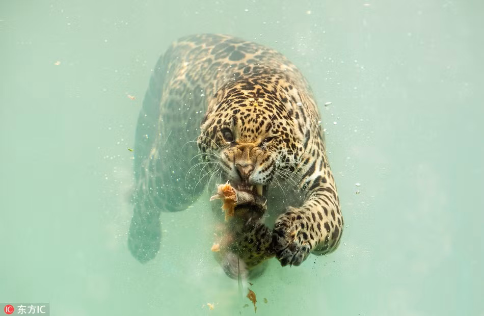 Rung minh bao dom giuong nanh sac lanh, xe xac ca duoi nuoc-Hinh-3