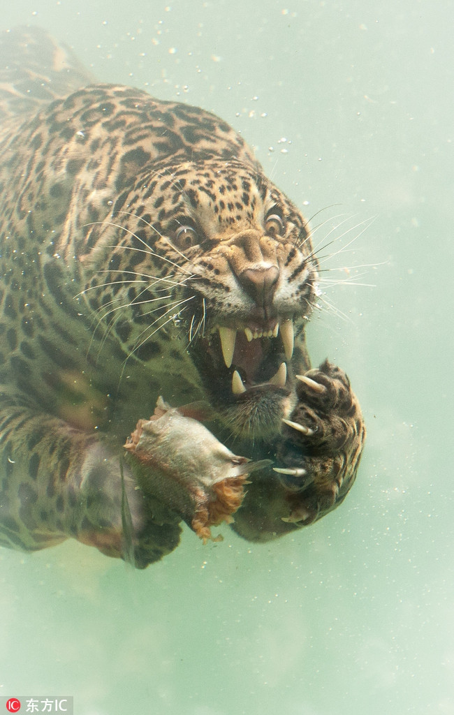 Rung minh bao dom giuong nanh sac lanh, xe xac ca duoi nuoc