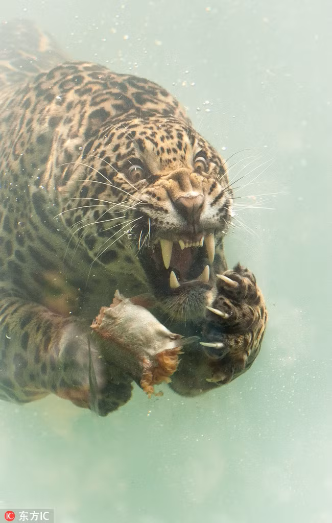 Rung minh bao dom giuong nanh sac lanh, xe xac ca duoi nuoc