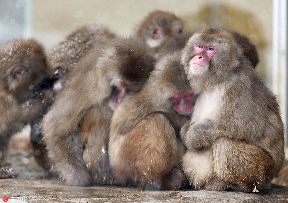 Ngoài thời gian tắm suối nước nóng, khỉ tuyết thường xuyên tụ tập lại một chỗ và ôm ấp nhau để giữ ấm.