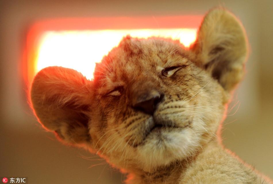 Từ nhỏ, sư tử đã rất thông minh, trời chỉ cần chuyển rét, sư tử con đã biết đường tìm đến gần nguồn nhiệt để sưởi ấm cho mình.