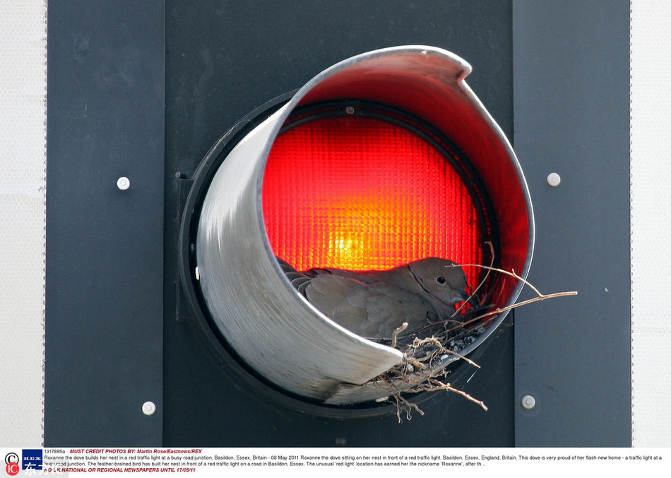 Làm tổ luôn trong chiếc đèn giao thông, con chim này thực sự biết cách chống rét thông minh và hiệu quả.