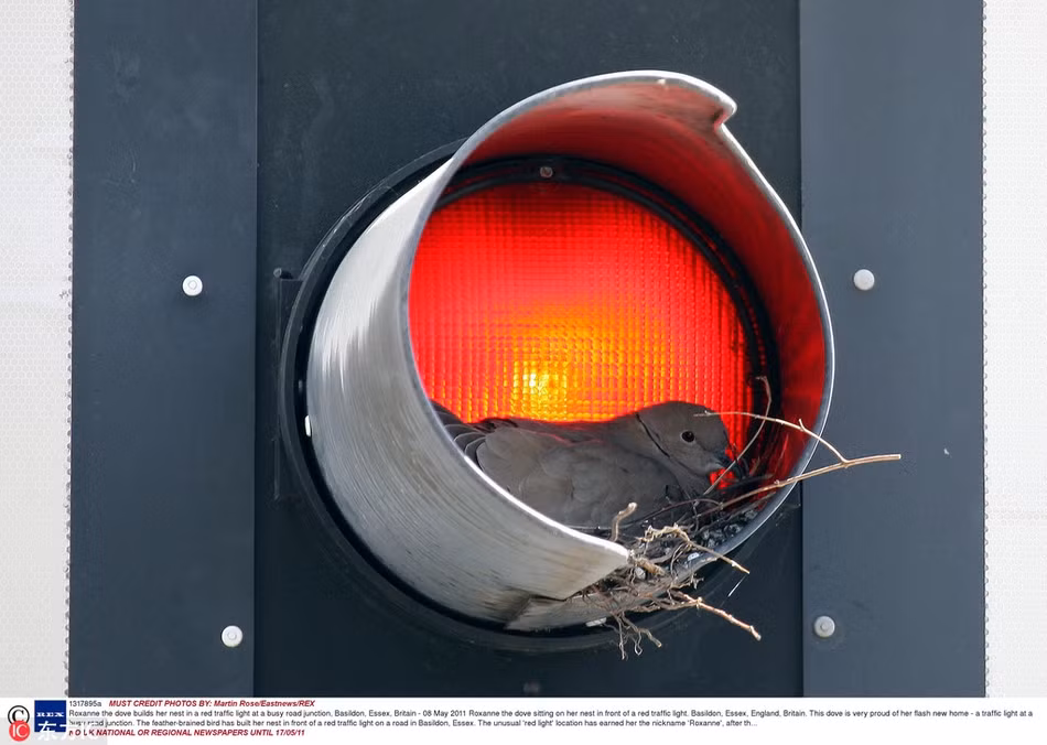 Làm tổ luôn trong chiếc đèn giao thông, con chim này thực sự biết cách chống rét thông minh và hiệu quả.