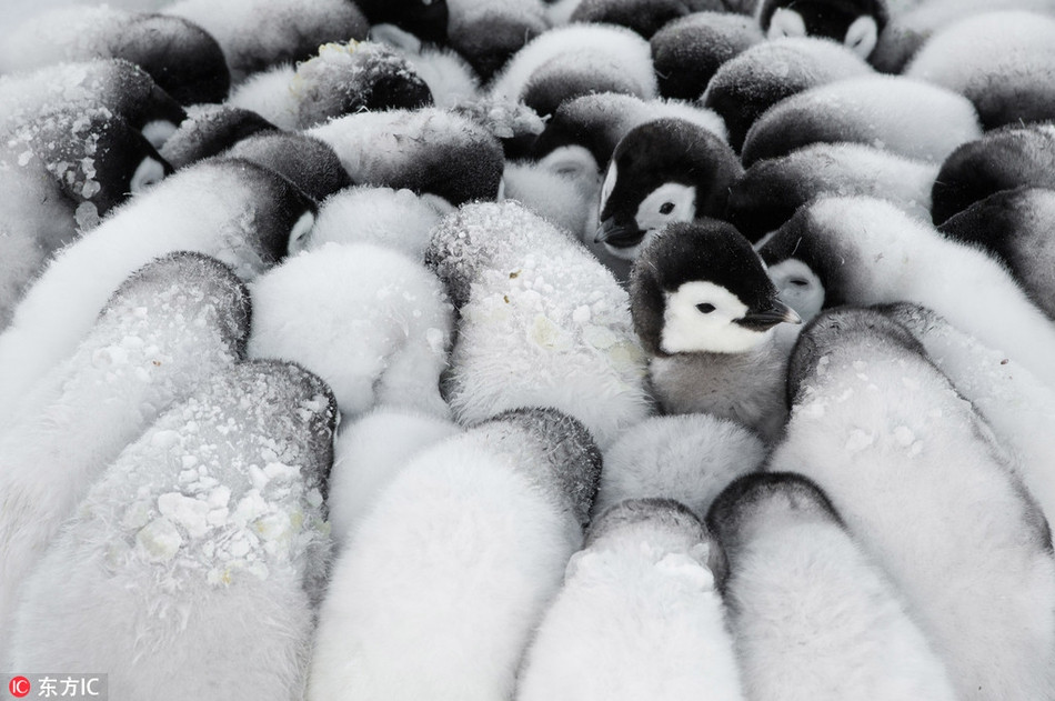 Còn nhỏ, những con chim cánh cụt tập trung lại với nhau để giữ ấm. Chúng đứng thành vòng tròn và rúc đầu vào nhau.