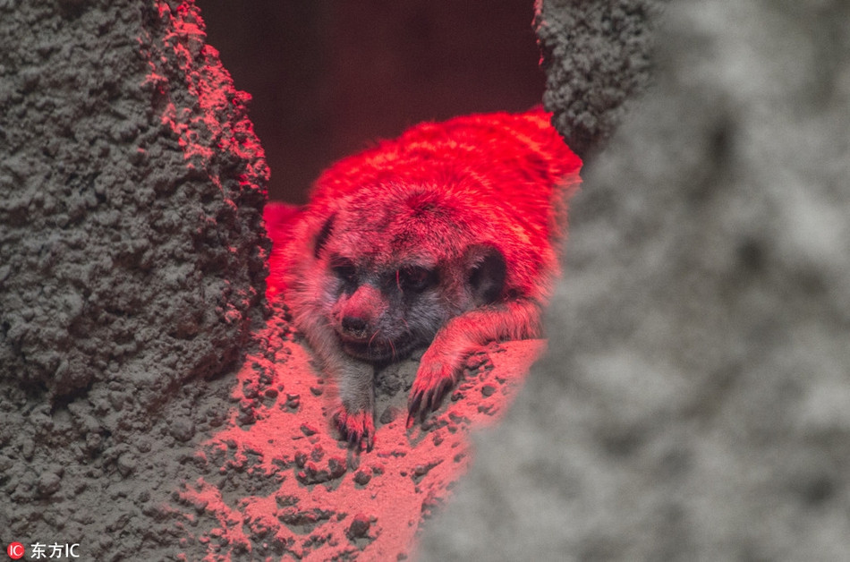 Tìm đến những nguồn nhiệt tự nhiên và nhân tạo là cách những con chồn merrkat trải qua mùa đông một cách an toàn và ấm áp.