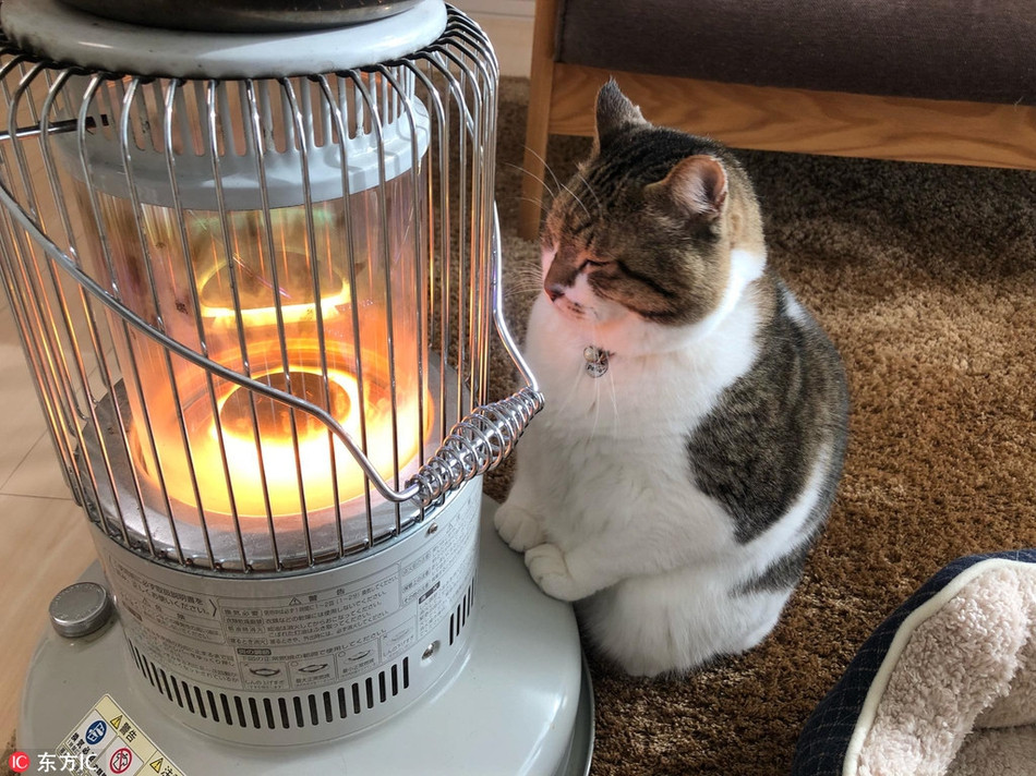 Đối với những con mèo nhà, tìm đến máy sưởi và cố thủ luôn tại đó là một cách tuyệt vời để trải qua một mùa đông không lạnh.