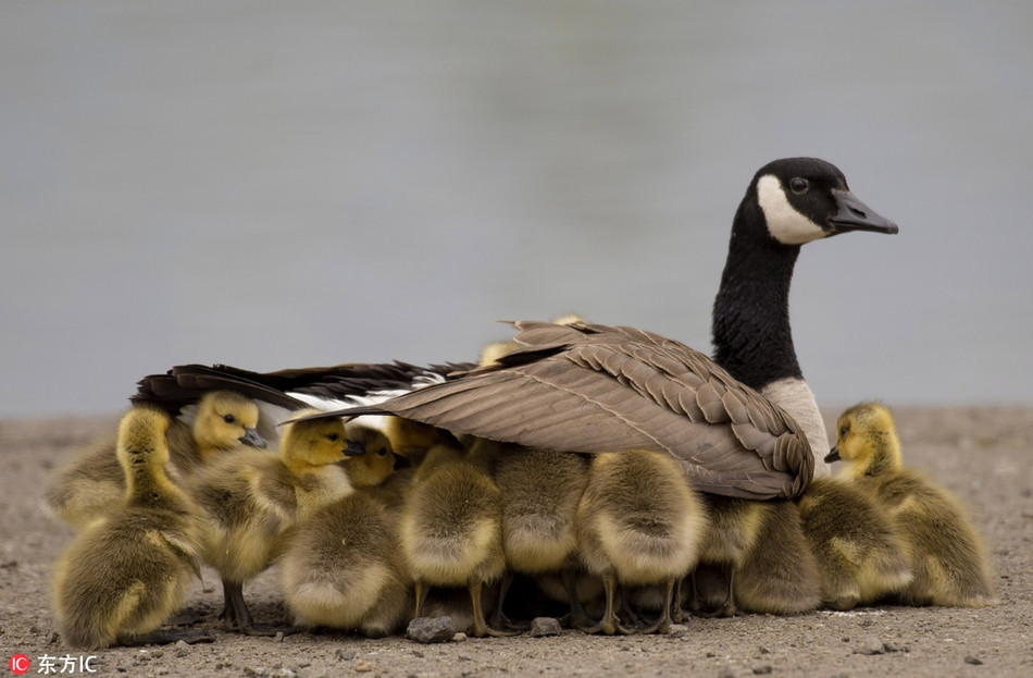 Trốn dưới đôi cánh của mẹ, những con ngan con chưa đủ lông đủ cánh sẽ được ủ ấm ngay tức thì.