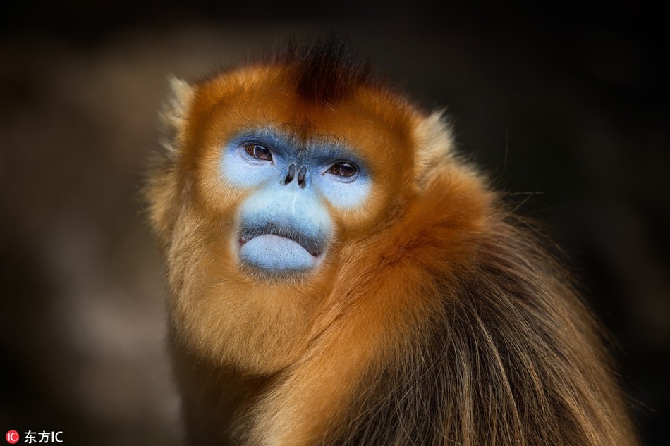 Đáng ngạc nhiên, những con voọc lông vàng này không hề sợ hãi con người hay máy ảnh. Thay vào đó, chúng tiếp cận gần, làm mặt ngầu, tỏ ra đáng yếu, hét vào máy ảnh một cách đầy thần thái.