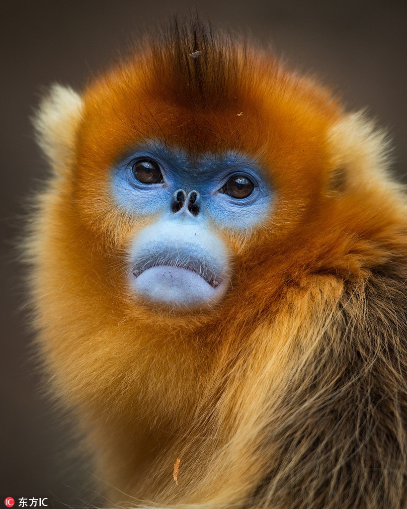 Tuy nhiên, so bị săn bắn nhiều lại mất môi trường sống, loài này đang đối mặt với nguy cơ tuyệt chủng, trở thành một trong những loài khỉ quý hiếm rất cần được quan tâm, bảo vệ.