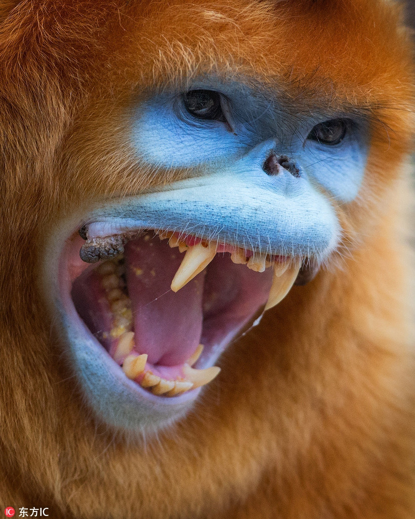 Voọc lông vàng Tứ Xuyên là loài động vật rừng sâu điển hình, chúng thường sinh sống ở những khu rừng có độ cao từ 1500-3300m. Chúng cũng ưa tìm kiếm thức ăn trong những cây lớn hơn trong rừng, và dành hầu hết thời gian ở rừng nguyên sinh và rừng non, hiếm khi hiện diện ở rừng cây bụi và không bao giờ hiện diện ở đồng cỏ.