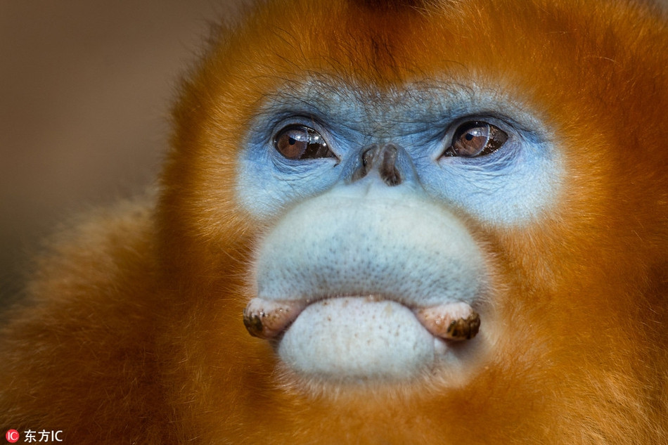 Theo tìm hiểu, voọc lông vàng Tứ Xuyên có tên khoa học là Rhinopithecus roxellana, là một loài khỉ cựu thế giới trong phân họ Colobinae. Nó là loài đặc hữu ở một khu vực nhỏ ở các rừng trên núi ôn đới Trung và Tây Nam Trung Quốc.