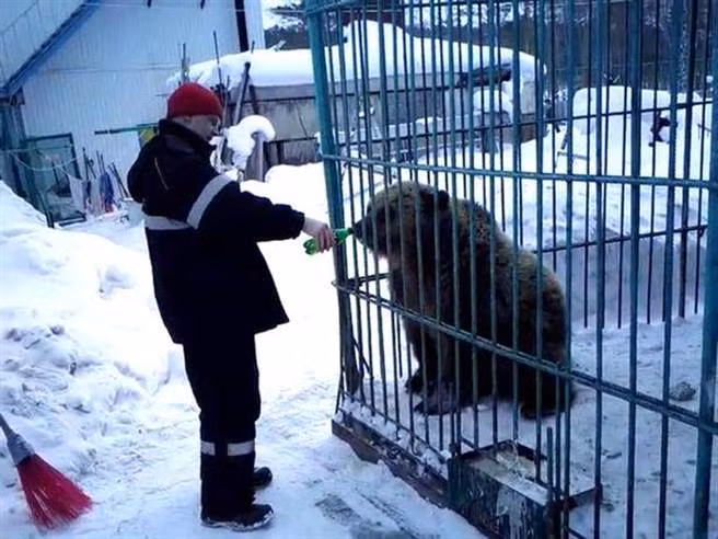 Khoe khoang cho gau nau khong lo an, co gai gap ket kinh di