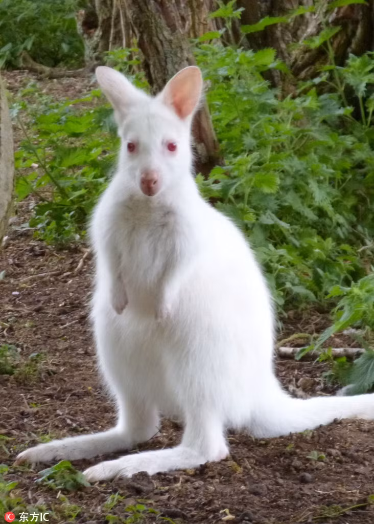 Mặc dù vậy, ngoại hình tựa như sinh vật cổ tích của những động vật màu trắng này thực sự không thích hợp để sinh sống trong môi trường thiên nhiên hoang dã.