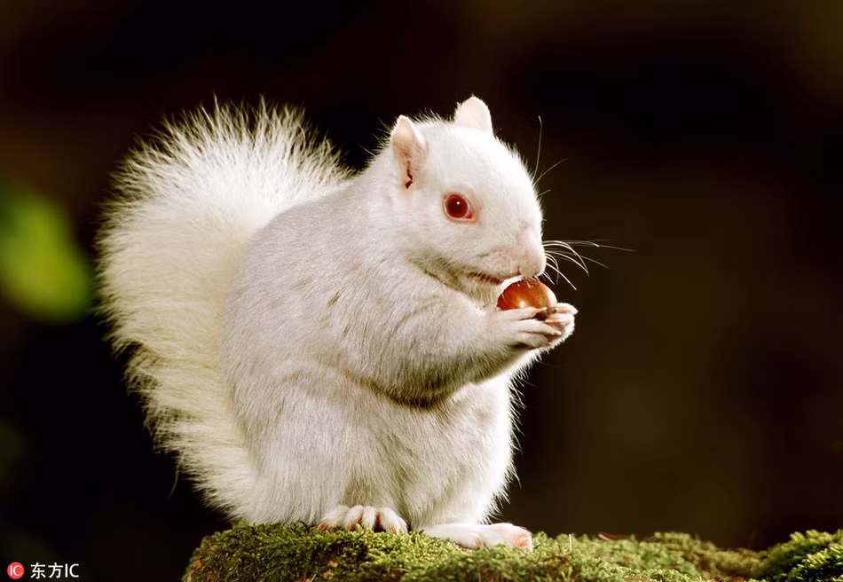 Những động vật bị bạch tạng (Albinism) thường có bộ lông màu trắng và đôi mắt màu hồng. Thị lực của chúng cũng kém hơn so với đồng loại và dễ dàng mắc bệnh hơn.