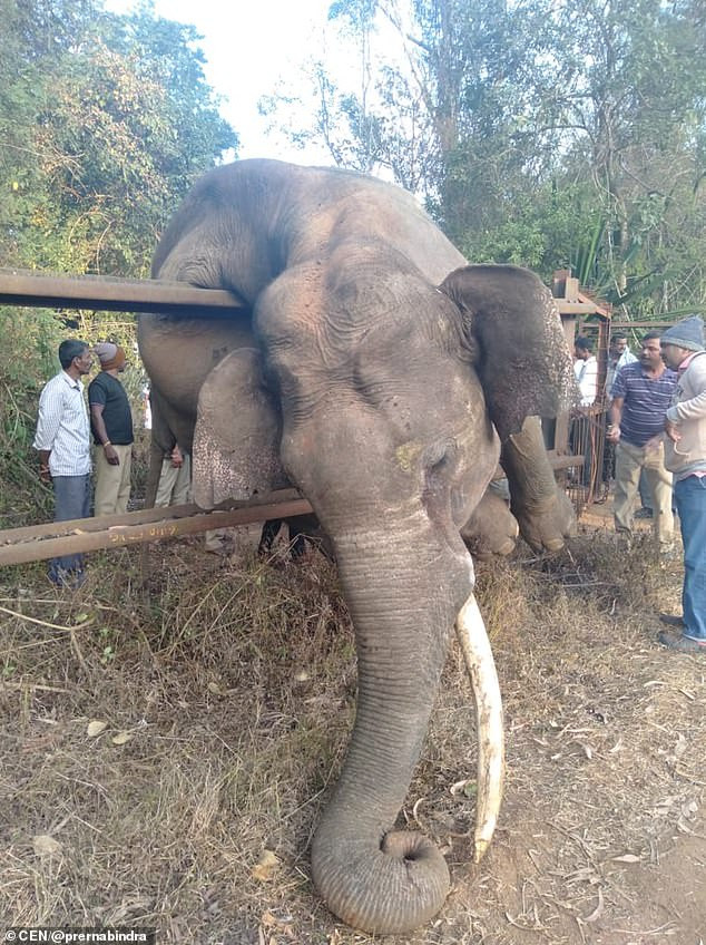 Len an trom, voi khong lo mac ket chet dau don-Hinh-2