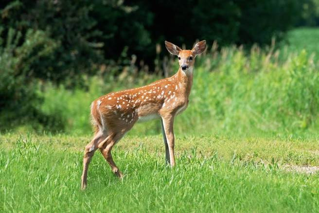 Tho san ban giet ca tram con nai va 