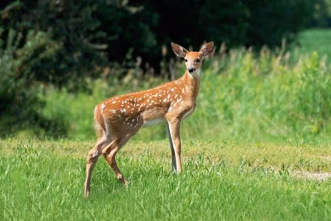 Tho san ban giet ca tram con nai va 