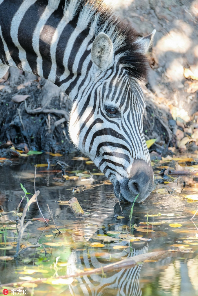 Lon dung van bu me, ngua van cuoi nhan nho chua nguong-Hinh-4
