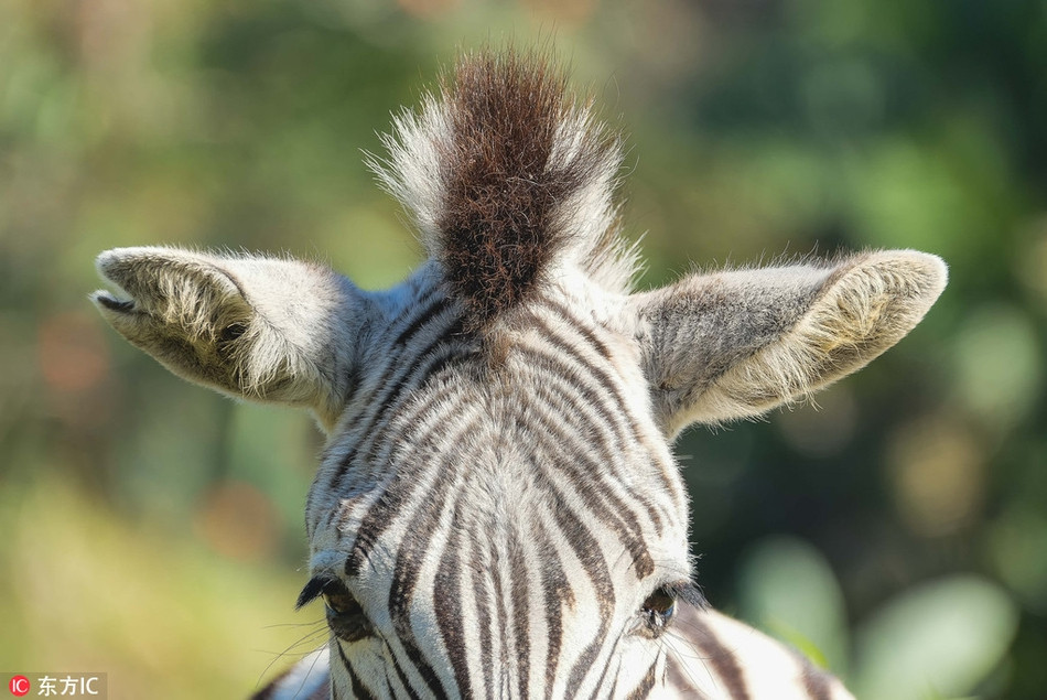 Lon dung van bu me, ngua van cuoi nhan nho chua nguong-Hinh-3