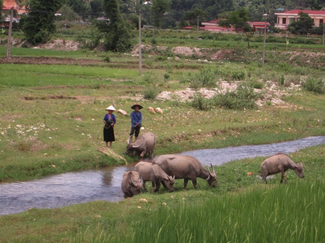 Chu tich xa xin tu chuc de di... cai nghien thuoc phien-Hinh-2