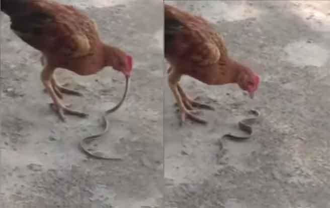 Ho mang bo vao nha doa nguoi, the tham voi ga doi