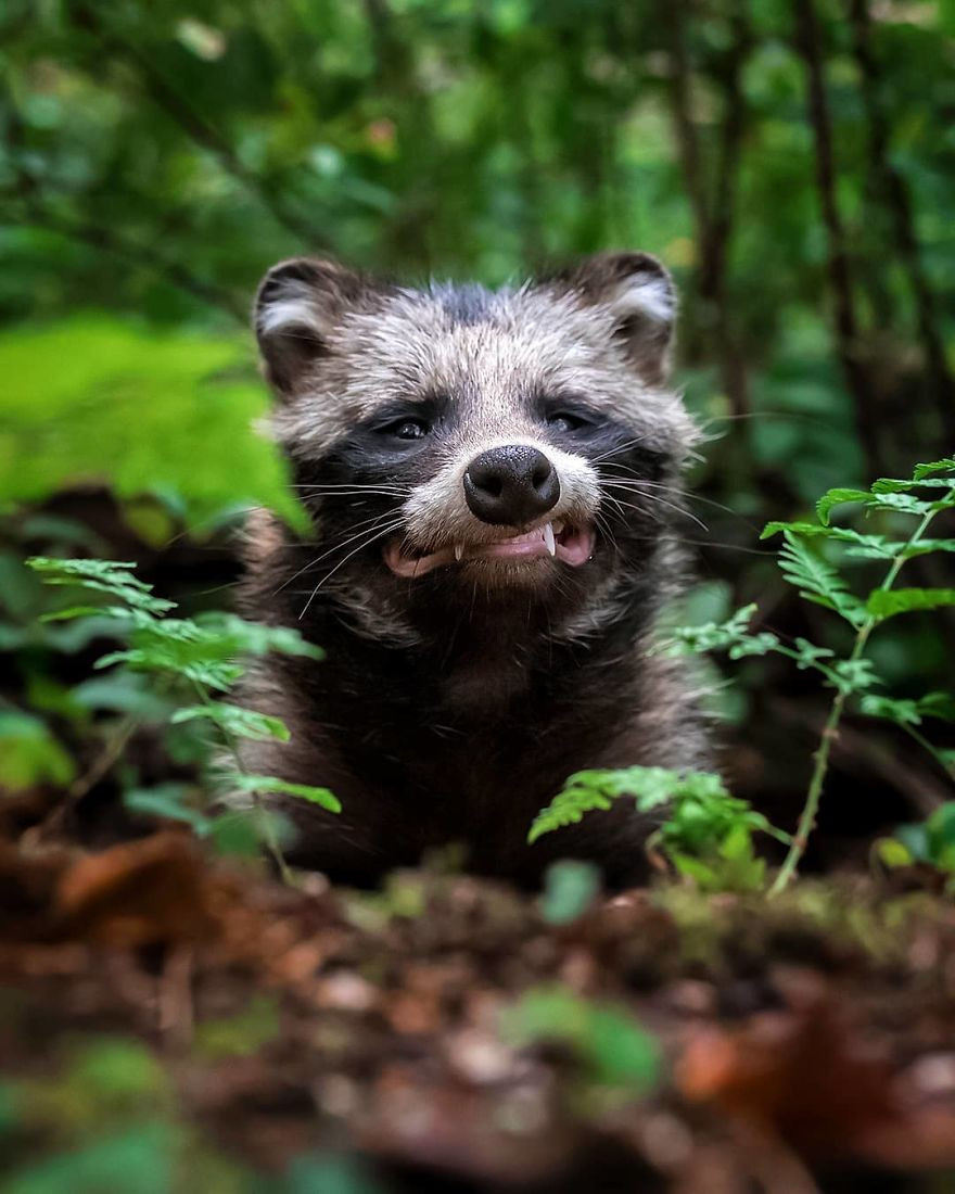 Một con gấu mèo khoe hàm răng sáng bóng, sắc lẻm của mình.