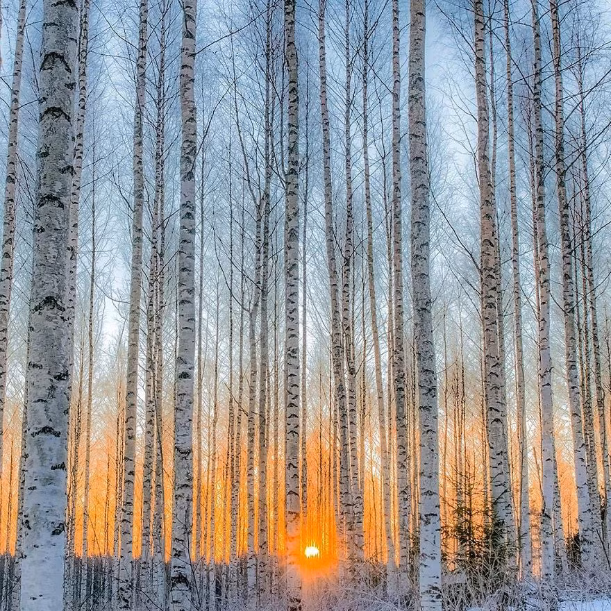 Qua những bức ảnh động vật và thiên nhiên tuyệt đẹp, có thể thấy nhiếp ảnh gia Ossi Saarinen mang lại cảm giác vừa chân thực vừa thú vị cho người xem.