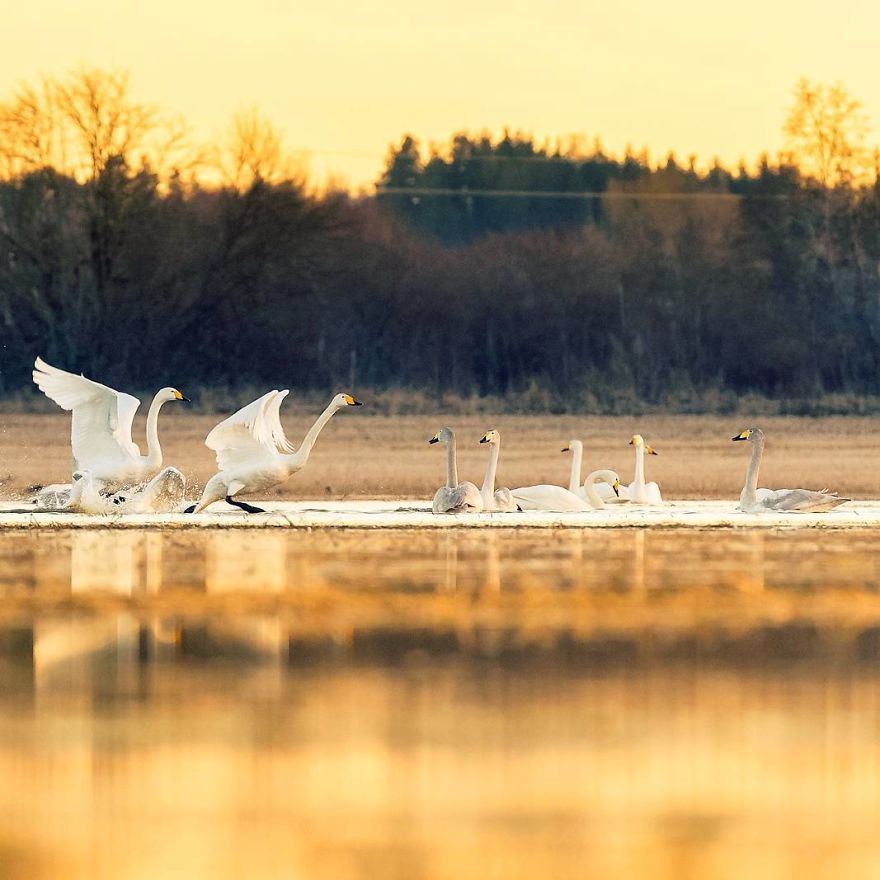 Những con thiên nga thong thả trong một buổi chiều tà nhuốm màu cổ tích.