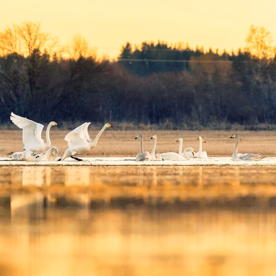 Những con thiên nga thong thả trong một buổi chiều tà nhuốm màu cổ tích.