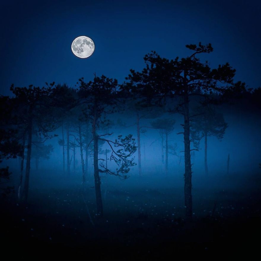 Những khu rừng hoang sơ bao phủ gần 3/4 diện tích đất nước Phần Lan thực sự là đề tài nhiếp ảnh, là nguồn cảm hứng sáng tạo nghệ thuật không bao giờ cạn kiện của Ossi Saarinen.