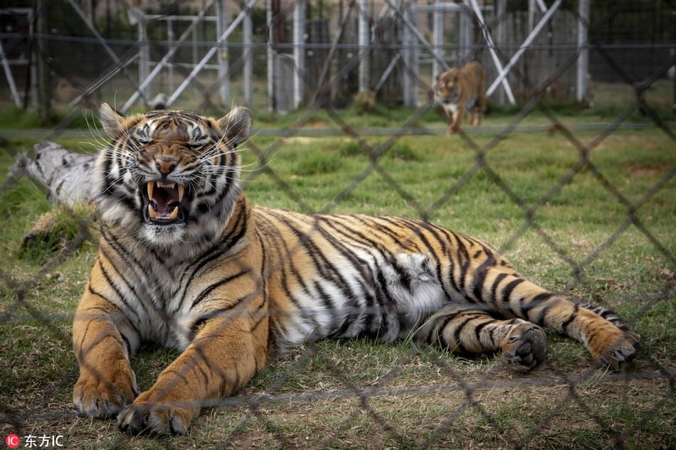 Sau hơn 4 năm phục hồi, hổ vằn Laziz từ chỗ chẳng khác nào một cái xác khô đã trưởng thành là một con hổ uy dũng, mạnh mẽ. Với bộ lông mượt mà và óng ả, Laziz thu hút ánh nhìn gần như ngay lập tức.