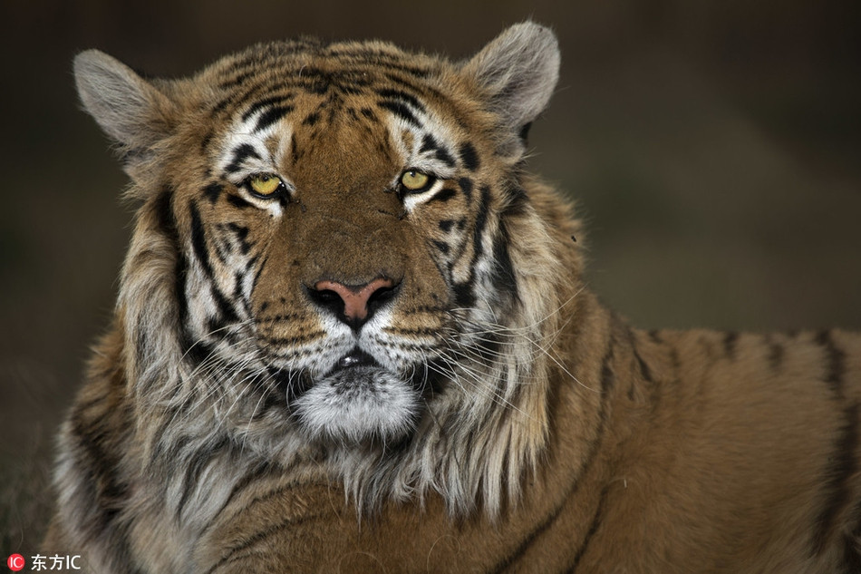 Khi được tổ chức cứu hộ động vật có tên Four Paws phát hiện, hổ vằn Laziz đang ở trong tình trạng cực kỳ tồi tệ. Nó không thể tự đứng dậy, không thể tự ăn, chỉ nằm bẹp một chỗ như đã bị rút cạn sinh lực, chờ chết.