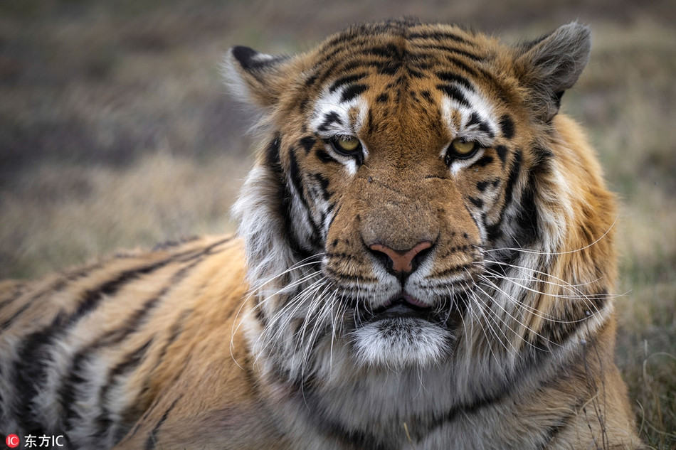 May mắn thay, đúng vào lúc hấp hối, Laziz đã được giải cứu và đưa tới khu bảo tồn động vật hoang dã Lions Rock ở Nam Phi, bắt đầu hành trình tái sinh của mình.