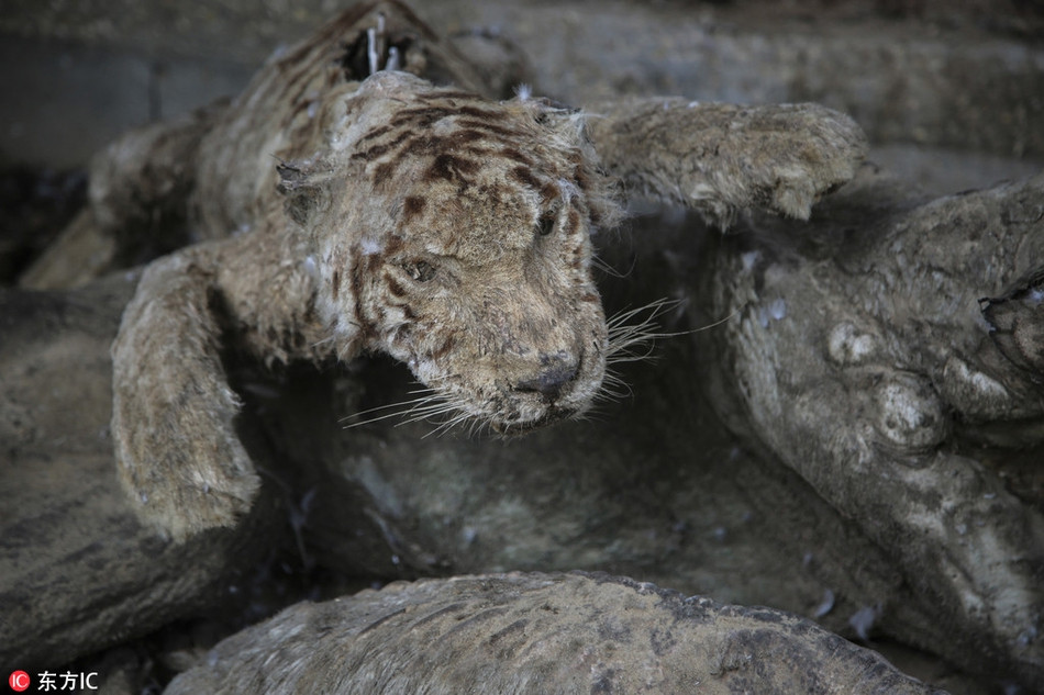 Chú hổ Laziz là một trong những con vật bị nhốt ở sở thú này, nó cũng là mãnh thú họ Mèo lớn duy nhất còn sống sót tại sở thú địa ngục Khan Younis.