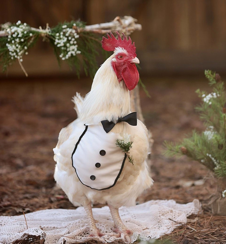 La doc: Ga trong mac nhu chu re cuoi ga mai xinh dep-Hinh-4