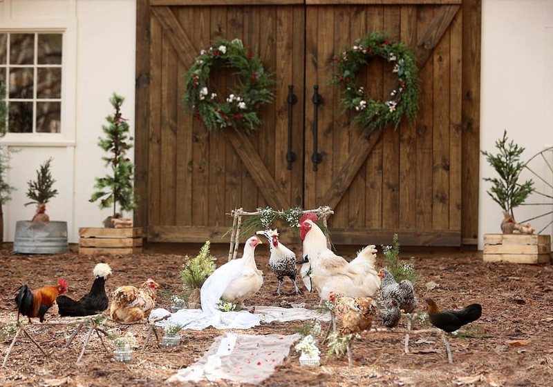 La doc: Ga trong mac nhu chu re cuoi ga mai xinh dep