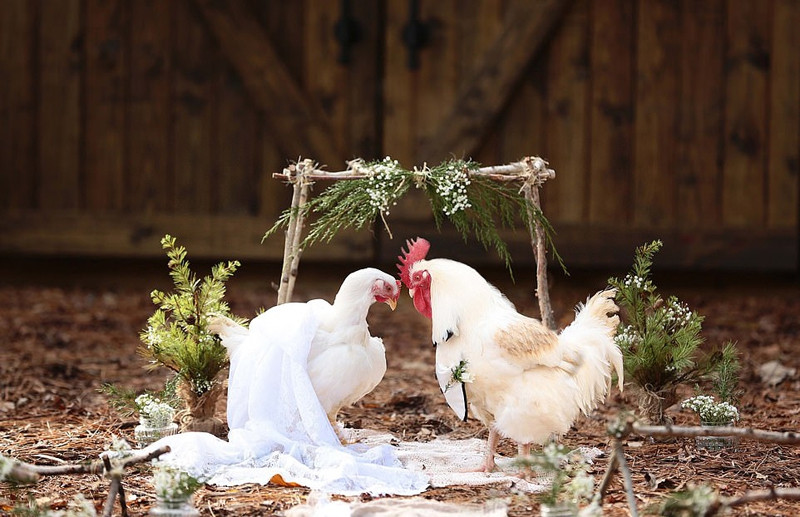 La doc: Ga trong mac nhu chu re cuoi ga mai xinh dep-Hinh-2