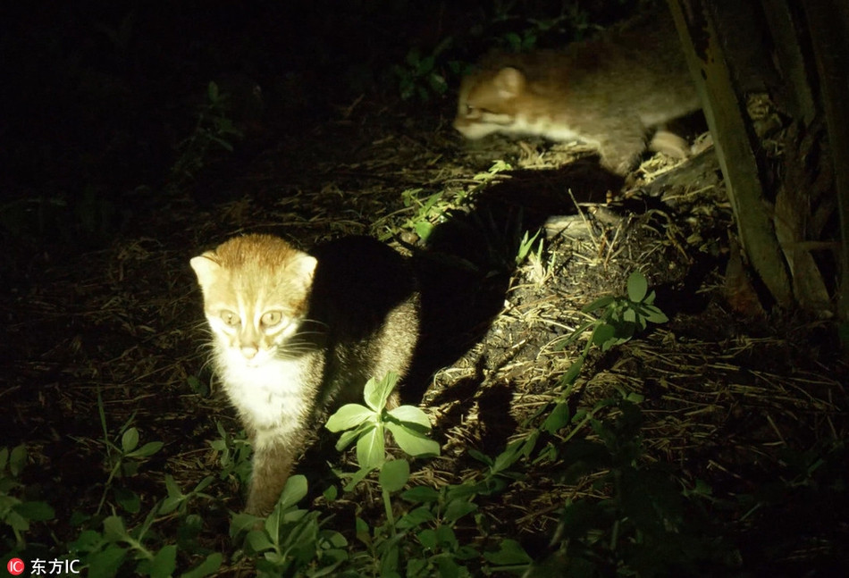 Trong ảnh có thể thấy, mèo đầu phẳng đang rất tò mò và cảnh giác khi được chụp ảnh. Chúng chỉ xuất hiện chớp nhoáng và ngay lập tức biến mất vào bụi rậm.