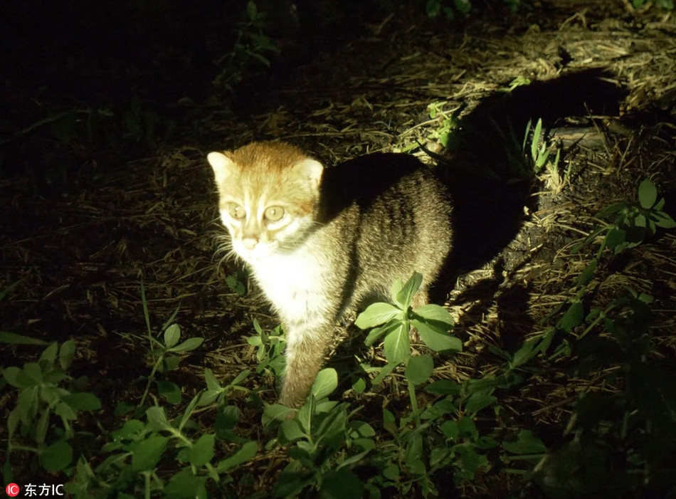 Theo tìm hiểu, mèo đầu phẳng hay mèo đầu dẹt là loài mèo rừng hoang dã rất quý hiếm, có kích thước khá nhỏ bé.