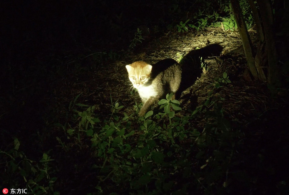 Chúng sinh sống trong các khu rừng thứ sinh và rừng nguyên sinh, hoạt động mạnh vào thời điểm sau hoàng hôn và lúc tảng sáng.